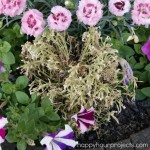 Whiskey Barrel Planter at happyhourprojects.com